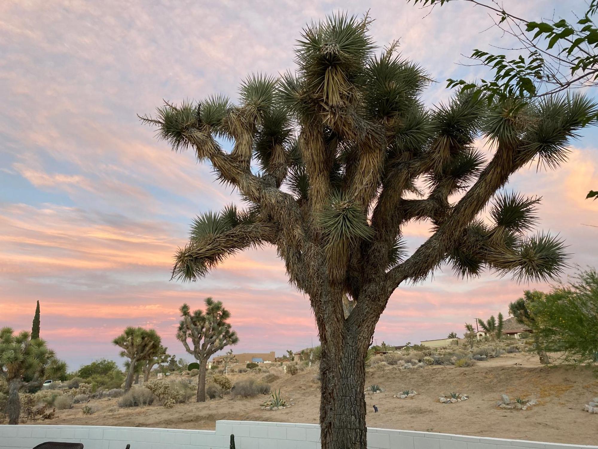 Electroliquid'S Casa Pueblo Joshua Tree Vila Exterior foto